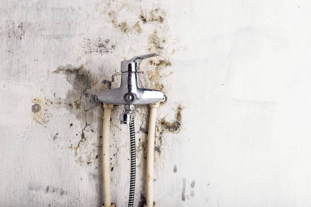 Best Kitchen Mold Remediation in Mpbell, CA