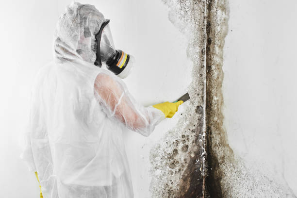 Best Mold Testing and Inspection Services in Mpbell, CA