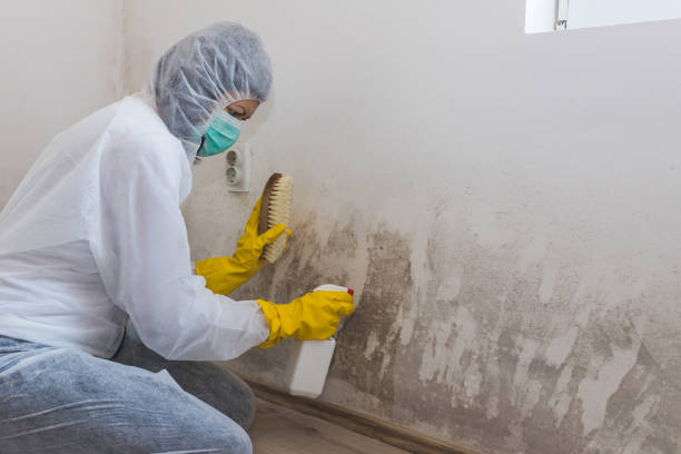 Best Bathroom Mold Remediation in Mpbell, CA