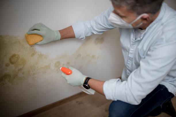 Best Basement Mold Remediation in Mpbell, CA
