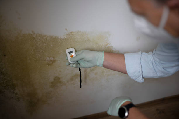 Reliable Campbell, CA Mold Remediation Solutions