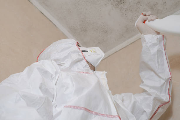 Best Emergency Mold Remediation in Mpbell, CA