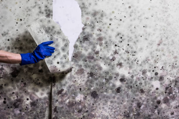 Best Emergency Mold Remediation in Mpbell, CA