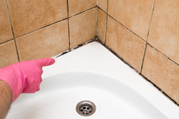 Best Preventive Mold Services in Mpbell, CA